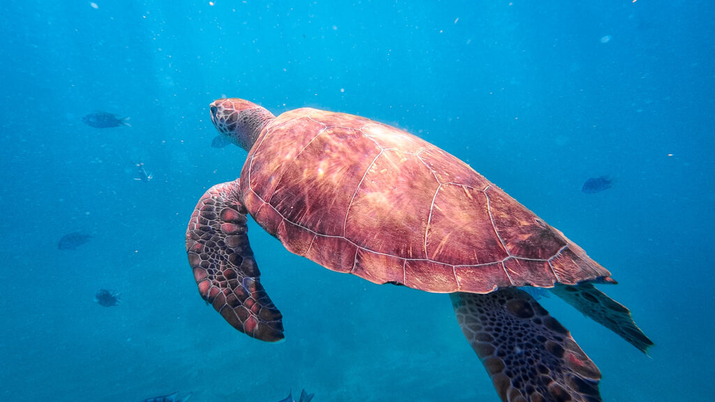 Photo sous marine d'une tortue au Cap Vert
