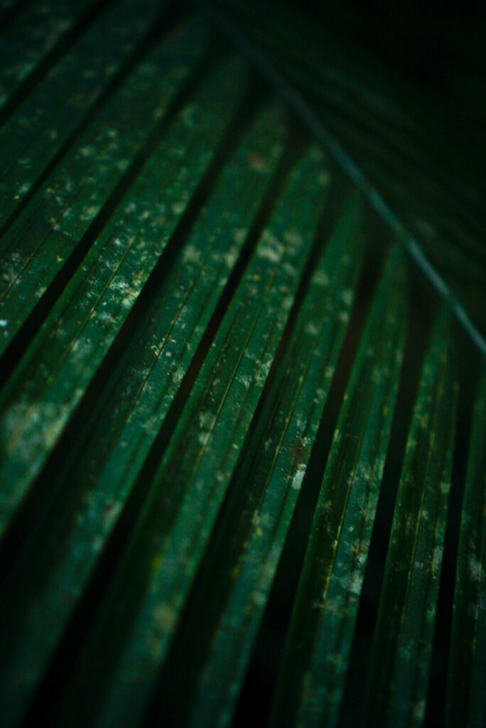 Photo de flore sauvage en Malaisie