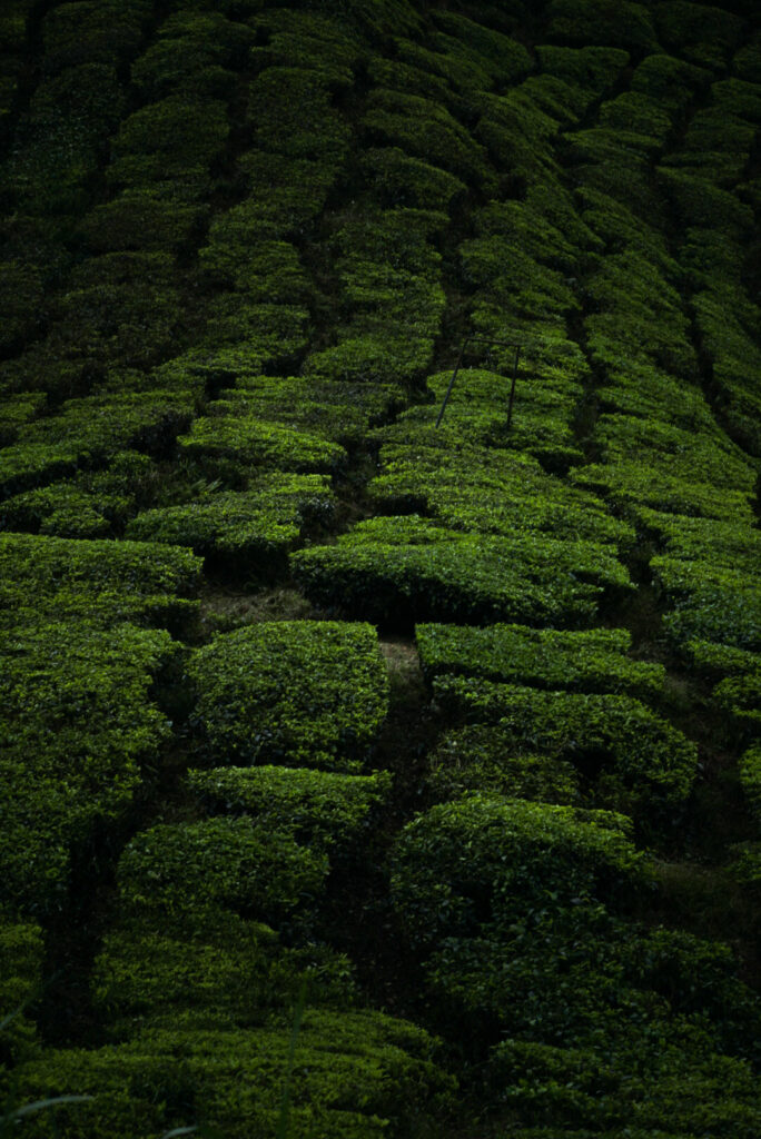 Cliché d'une plantation de thé en Malaisie